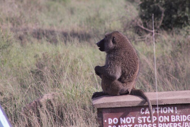 5-Days Private Tanzania Safari Tour - Who Should Consider This Safari?