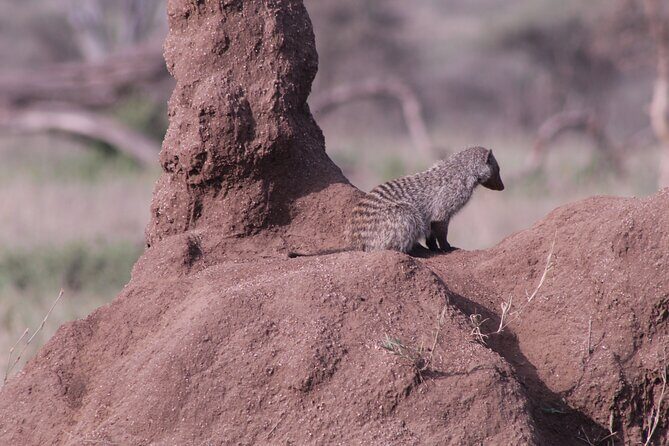 5-Days Private Tanzania Safari Tour - FAQs