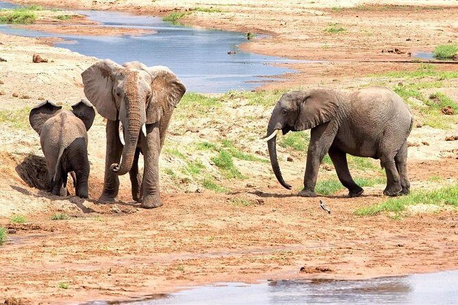 5 Days Ruaha National Park Safari - Introduction: A 5-Day Tanzanian Adventure in Ruaha National Park