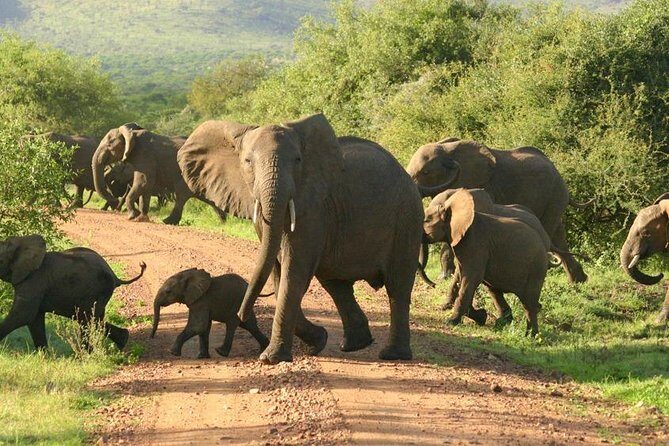 5 Days Ruaha National Park Safari - Key Points
