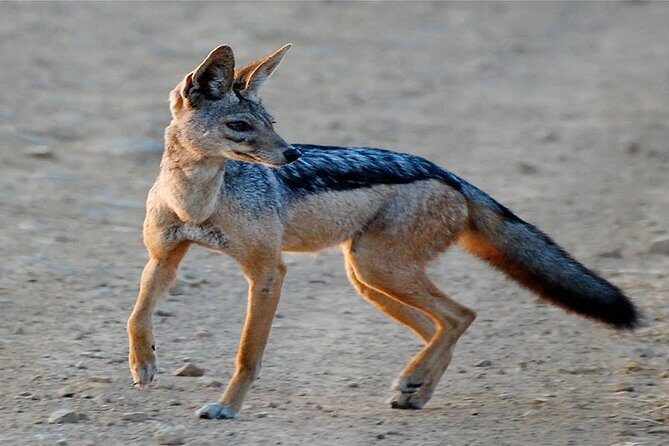 5 Days Ruaha National Park Safari - What Makes This Safari Stand Out?