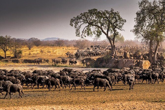 5 Days Ruaha National Park Safari - Transportation & Group Size