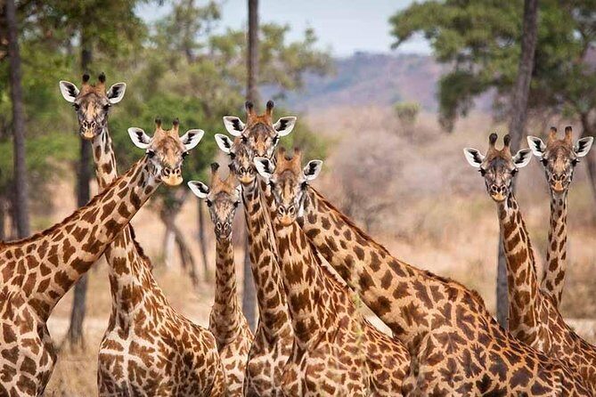 5 Days Ruaha National Park Safari - Practical Tips & Considerations