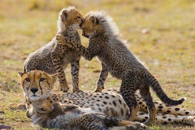 5 Days Safari Adventure in Tanzania - Introduction: What’s on Offer?