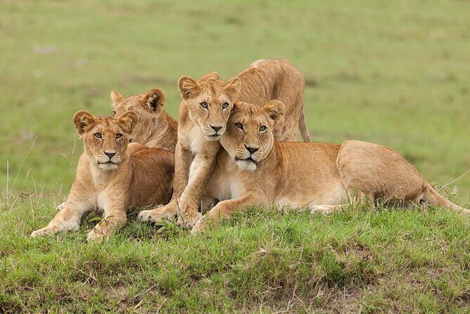 5 Days Safari Adventure in Tanzania - Practical Details & Value