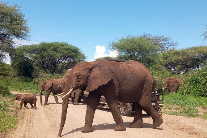 5 Days Safari from Dar es Salaam to Tarangire NP, Manyara NP & Ngorongoro Crater - The Itinerary Breakdown