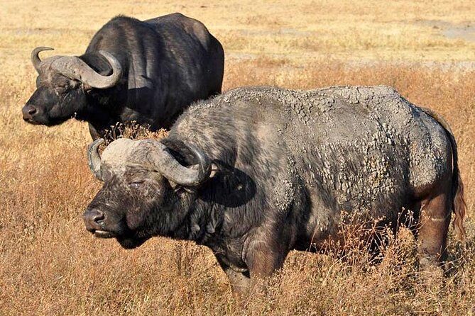 5 Days Safari In Serengeti And Ngorongoro - What Travelers Say
