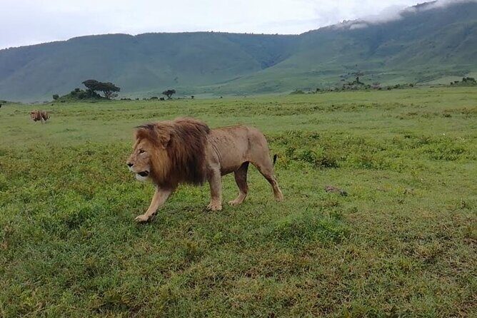 5 Days Safari In Serengeti And Ngorongoro - FAQ