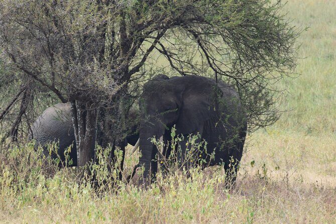 5 Days Safari Lodges & Culture - Final Transfer and Departure