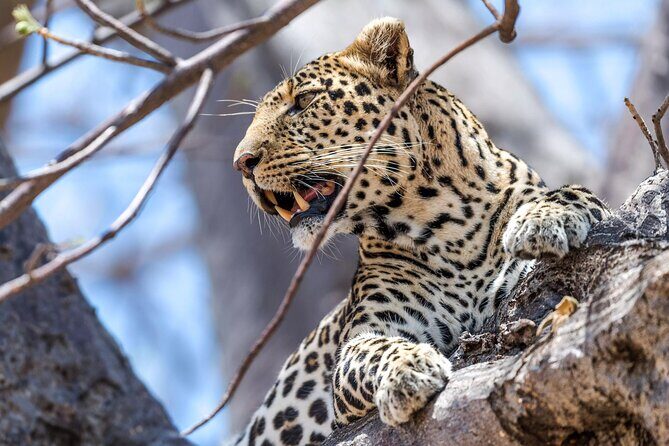 5 Days Safari Tarangire, Serengeti, and Ngorongoro Crater - The Experience: A Complete Breakdown