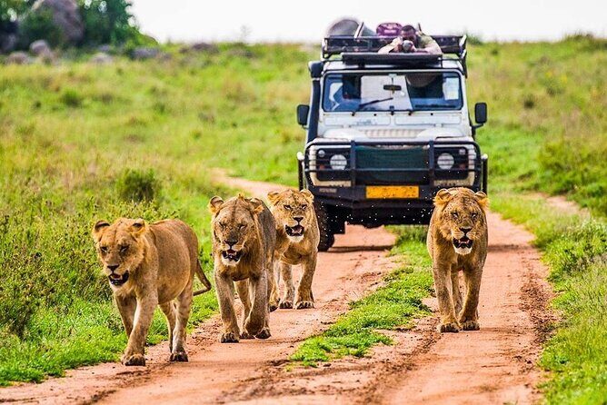 5 Days Safari Tarangire, Serengeti, and Ngorongoro Crater - Who Will Love This Safari?
