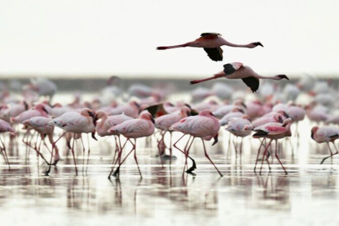 5 Days Safari Tarangire, Serengeti, and Ngorongoro Crater - The Sum Up