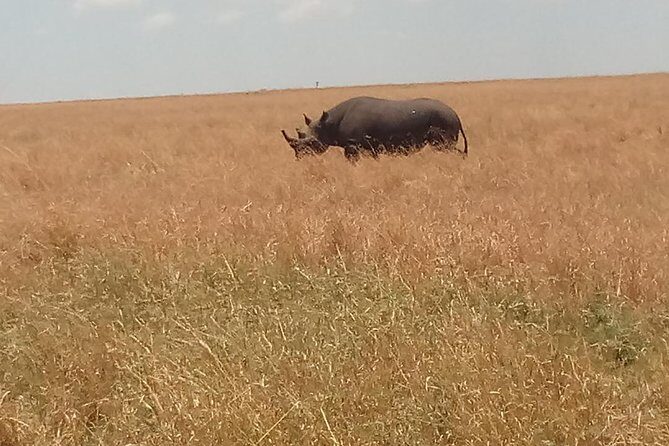 5 Days Safari to Amboseli N/P, Lake Naivasha, Maasai Mara N/R. - Exploring the Itinerary in Detail