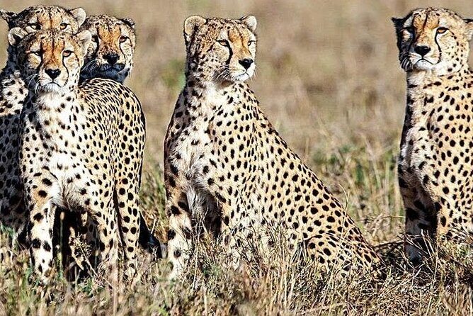 5 Days Safari to Amboseli N/P, Lake Naivasha, Maasai Mara N/R. - Who Will Get the Most Out of This Safari?