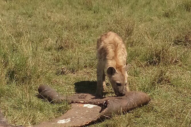 5 Days Safari to Amboseli N/P, Lake Naivasha, Maasai Mara N/R. - Final Thoughts: Is This Safari Worth It?