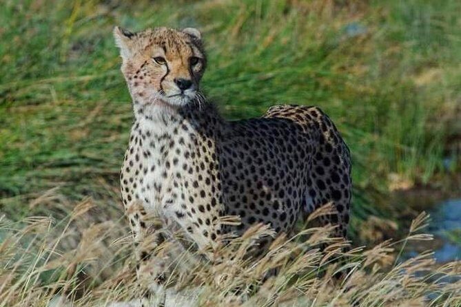 5 days Safari to Lake Manyara, Serengeti and Ngorongoro crater - An Introduction to the Safari Experience