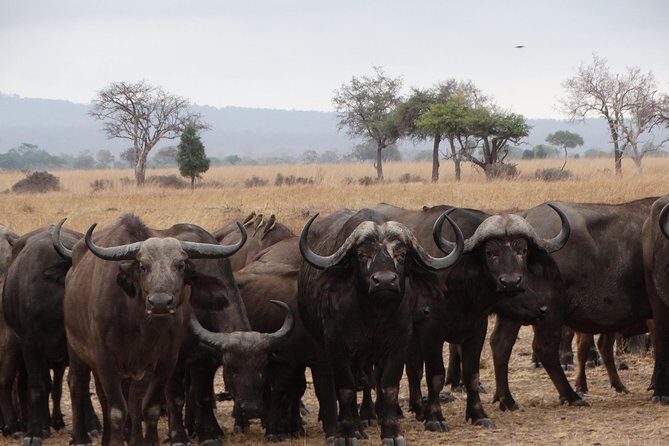 5 Days Safari to Nyerere NP (Selous GR) and Mikumi NP - Key Points