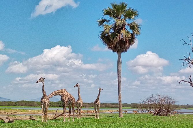 5 Days Safari to Nyerere NP (Selous GR) and Mikumi NP - Authentic Experiences and Insights from Travelers