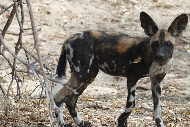 5 Days Safari to Nyerere NP (Selous GR) and Mikumi NP - FAQ