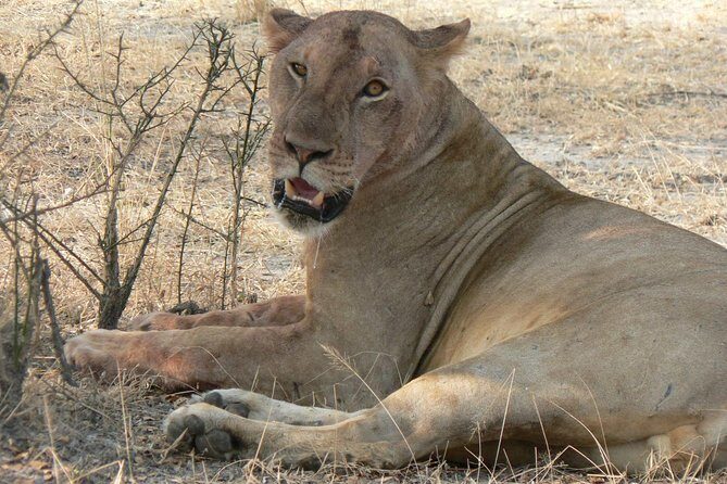 5 Days Safari to Selous & Mikumi - An Honest Look at the 5-Day Safari Experience