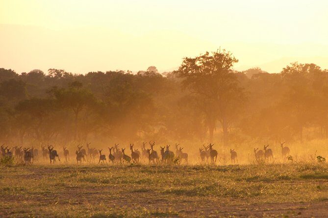 5 Days Safari to Selous & Mikumi - Summing It Up: Who Will Love This Safari?