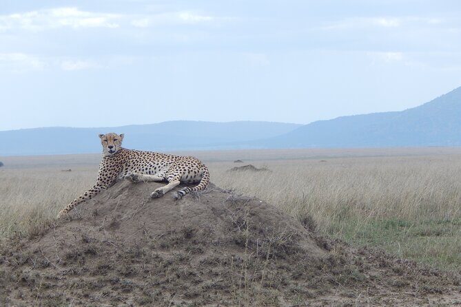 5 Days Safari to Serengeti, Ngorongoro, Tarangire from Arusha - Who Is This Tour Best For?