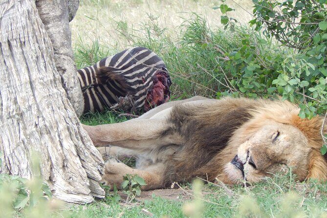 5 Days Safari to Serengeti, Ngorongoro, Tarangire from Arusha - Final Thoughts