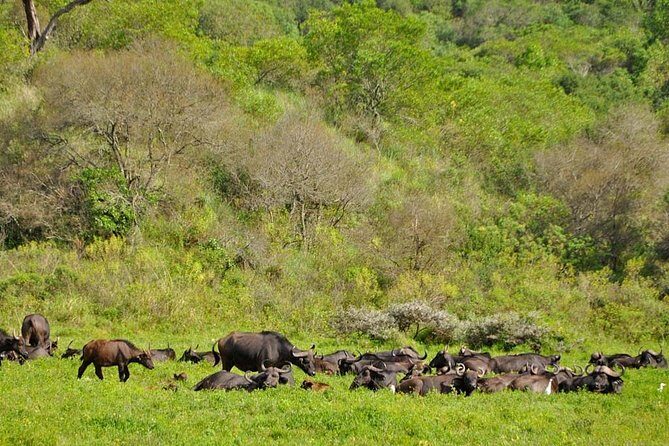 5 days Safari to Tarangire, Ngorongoro, Serengeti and Lake Manyara - The Bottom Line