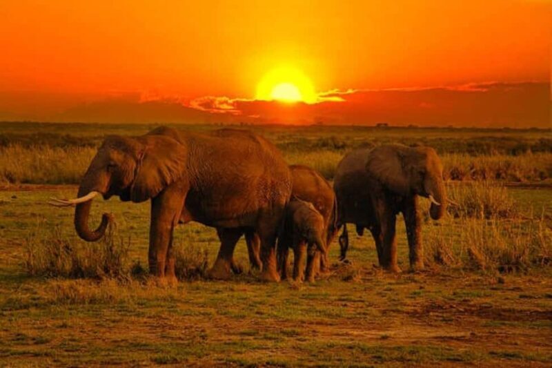 5 days safari to Tsavo East, West & Amboseli from Mombasa - Key Points