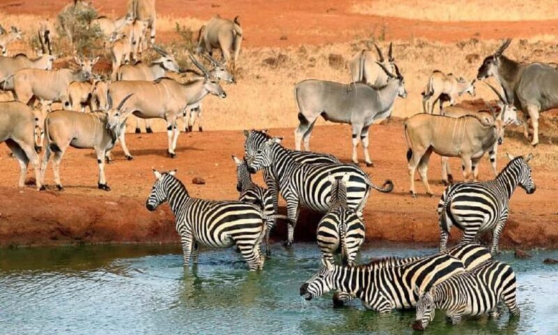 5 days safari to Tsavo East, West & Amboseli from Mombasa - An In-Depth Look at the Safari Experience