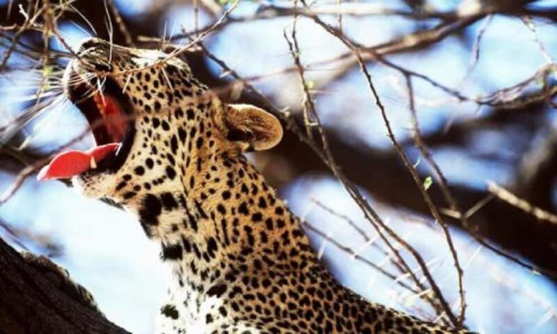 5 days safari to Tsavo East, West & Amboseli from Mombasa - Who Will Enjoy This Safari?