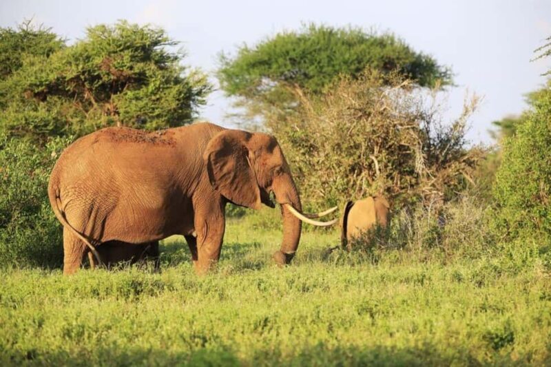 5 days Safari to Tsavo East/West and Amboseli from Mombasa - Practical Tips for Your Safari