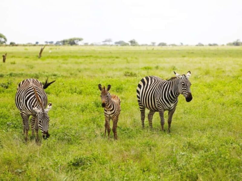 5 days Safari to Tsavo East/West and Amboseli from Mombasa - FAQ