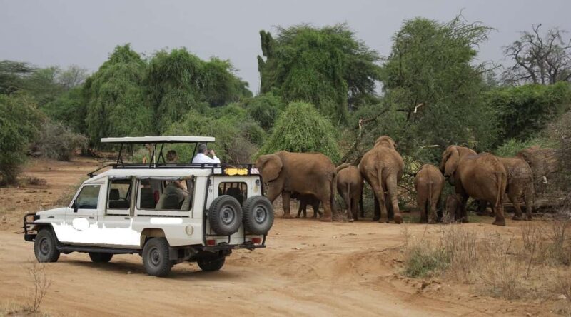 5 Days Samburu, Ol-Pejeta and Aberdares Wildlife Safari - An Overview of What’s on Offer