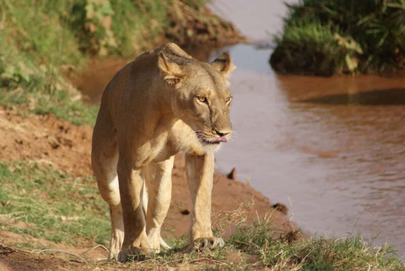 5 Days Samburu, Ol-Pejeta and Aberdares Wildlife Safari - Starting Points and Day 1: Nairobi to Samburu