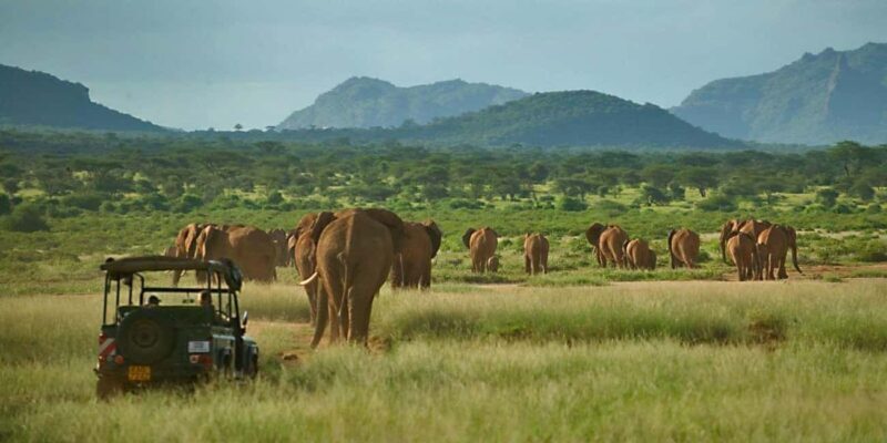 5 Days Samburu, Ol-Pejeta and Aberdares Wildlife Safari - Transition to Ol Pejeta: From Samburu to Sweetwaters