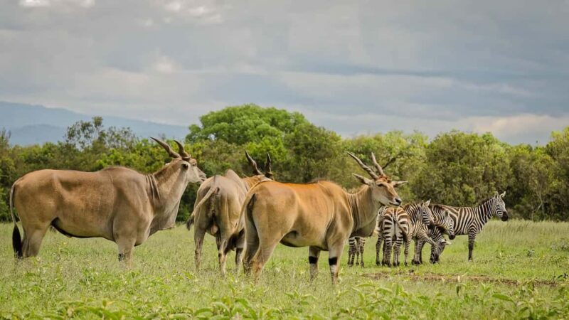5 Days Samburu, Ol-Pejeta and Aberdares Wildlife Safari - Day 4: From Sweetwaters to Aberdare’s Forests and Wondrous Views