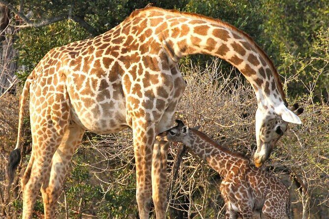 5-Days Selous Game Reserve and Mikumi National Park Tour - Introduction: Why This Tour Might Be Your Perfect Safari