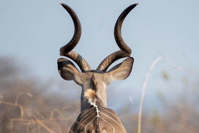 5-Days Selous Game Reserve and Mikumi National Park Tour - Final Thoughts: Who Is This Tour Best For?