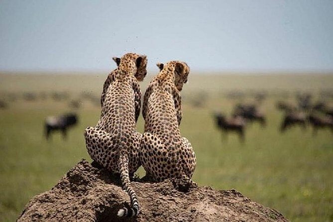 5 days serengeti, ngorongoro, tarangire & manyara lodge tour - Day 1: From Arusha to Tarangire National Park