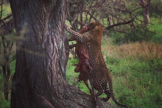 5 days serengeti, ngorongoro, tarangire & manyara lodge tour - Guided Expertise and Personal Touch