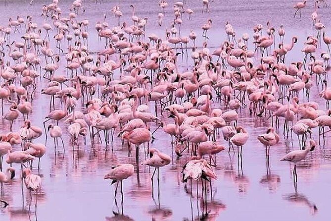 5 days serengeti, ngorongoro, tarangire & manyara lodge tour - Cost and Value