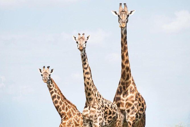 5 days serengeti, ngorongoro, tarangire & manyara lodge tour - Flexibility and Peace of Mind