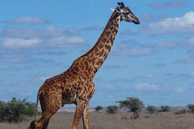 5 days Serengeti safari|Experience the great wildebeest migration - Who is This Tour Best For?