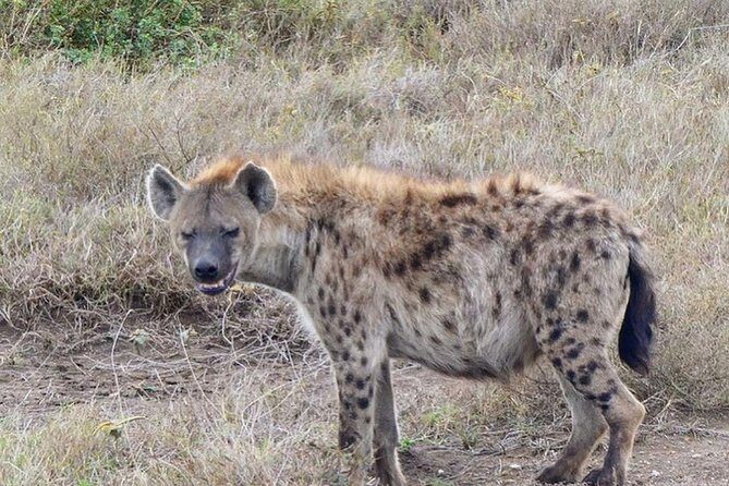 5 days Serengeti safari|Experience the great wildebeest migration - FAQs