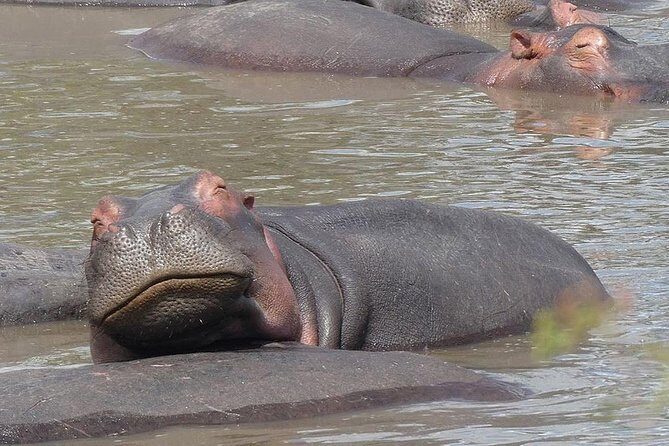 5 days Serengeti safari|Experience the great wildebeest migration - Final Thoughts