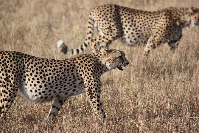 5 days Serengeti Wildebeest Migration Safari - Introduction