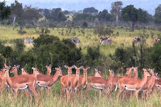 5 days Serengeti Wildebeest Migration Safari - A Deep Dive into the 5-Day Serengeti Wildebeest Migration Safari