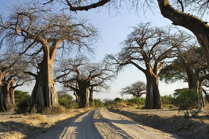 5 days Serengeti Wildebeest Migration Safari - The Sum Up