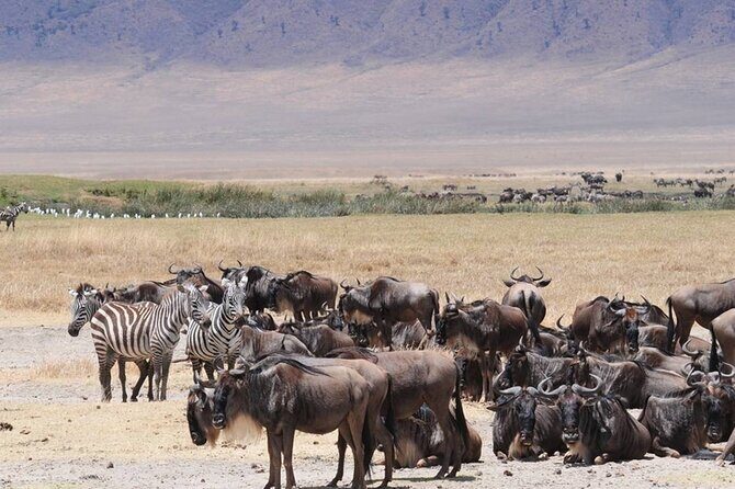5 Days Special Safari to see migration - The Crater and Ngorongoro: A Wildlife Paradise
